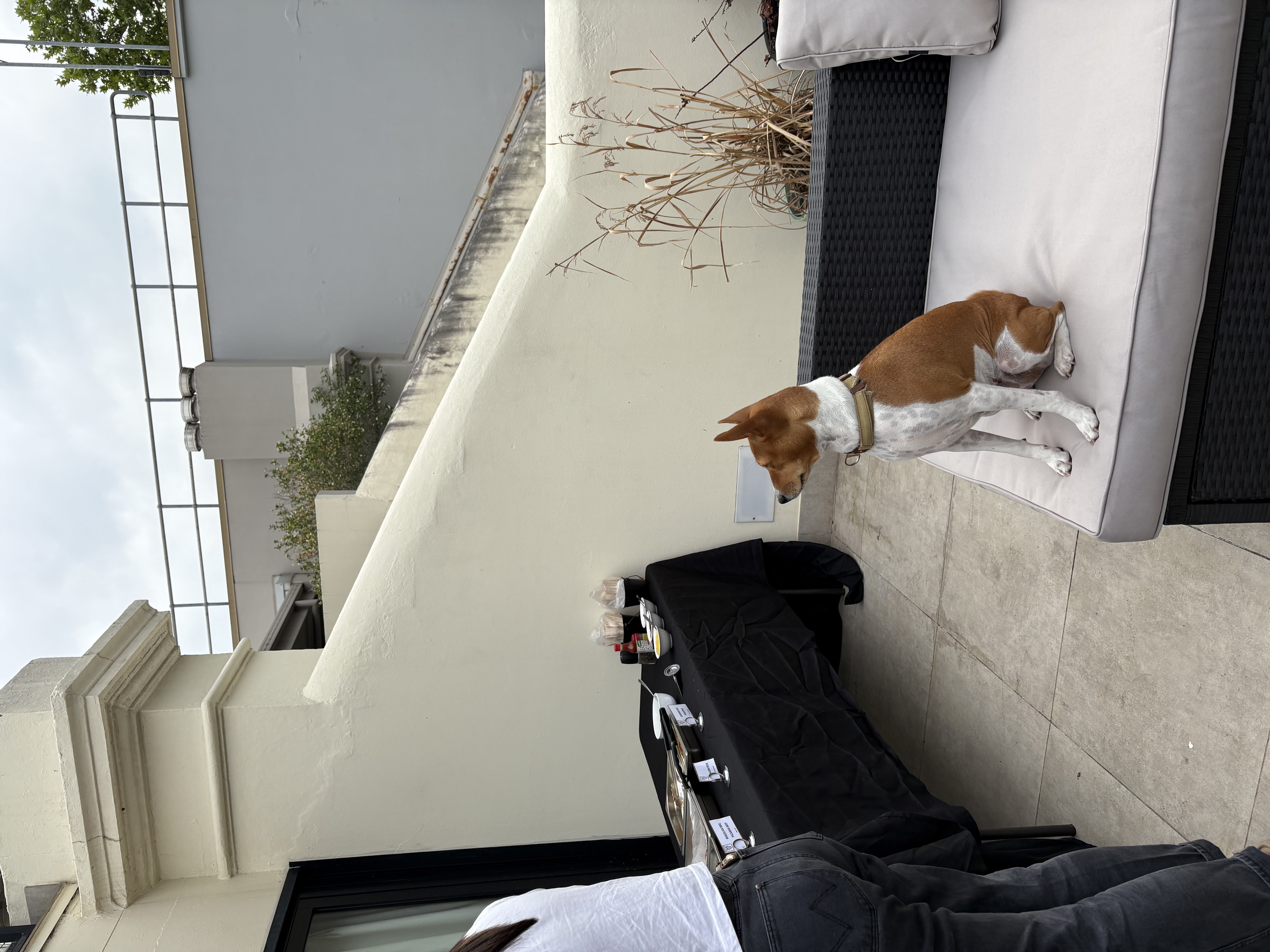 Petsy Olympics: Building Connections - photo 3